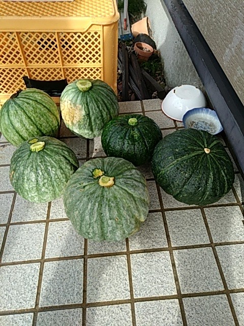 収穫してみた～(^-^)/