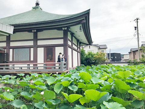 持明院の妙蓮池