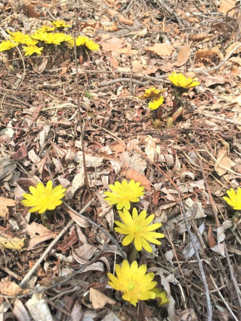 春を告げる花