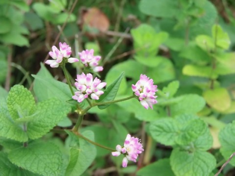 ポカポカですね