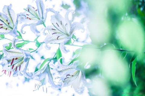 自分で刷り込みかも