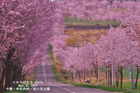 十勝、桜紀行・・・満開桜との出逢い～♪