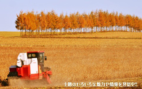 まさに黄金色の大地・・・晩秋の十勝は素敵な風景で溢れている!!