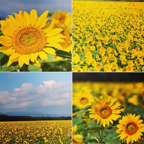 十勝 / 9月を4枚の写真で振り返る～～⑤