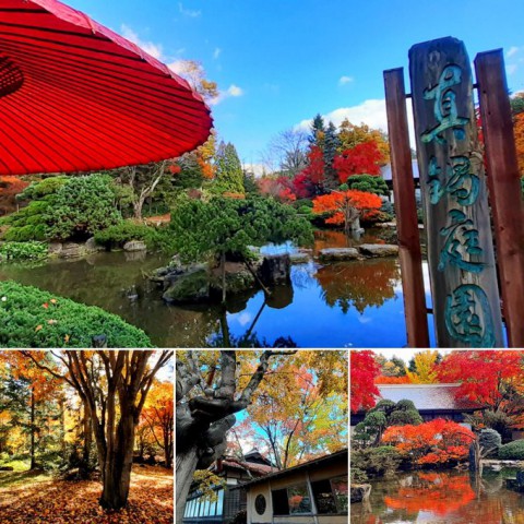 和風庭園の紅葉・・・十勝なのに…ここは京都か?