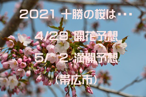 十勝の桜開花予想は～～(^^♪