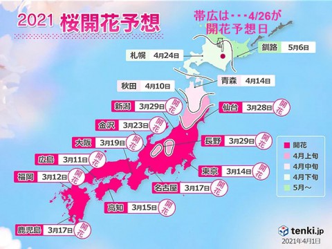 桜の開花が早くなるね!　(史上最速か?)