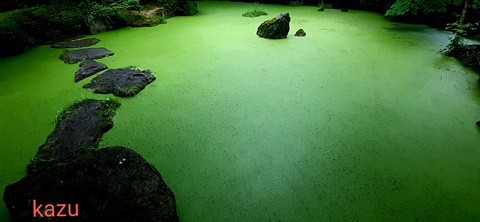 あの青い池(美瑛町)ならぬ … 緑の池が帯広にあった!?