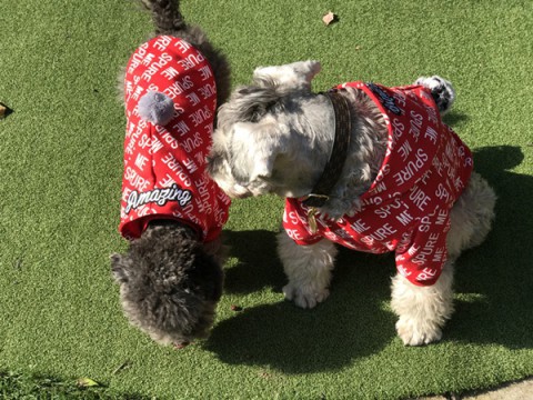 シュプリーム犬服 オフホワイト 犬の服 シャネルペット服 レッド系