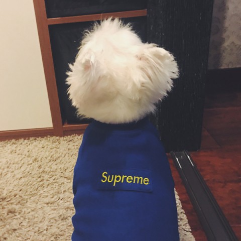 シュプリーム 犬服 シュプリーム 犬の服 supreme ブルーの犬服 おすすめ