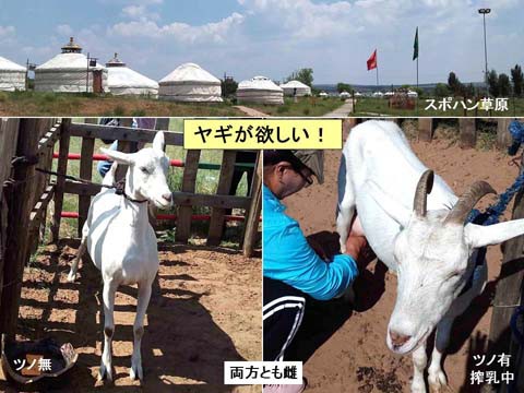 番外　山羊が欲しいのですが　どなたか?