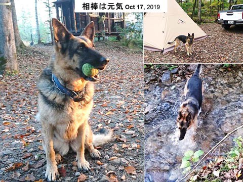 番外:　相棒の犬は元気です