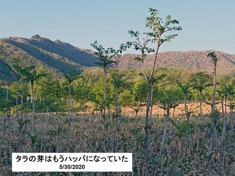 十勝清水　タラの芽はハッパになっていた