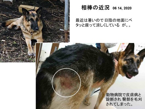 暑いので　犬が皮膚病になってしまった