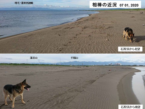 石狩浜の散歩　相棒シェパードの現状