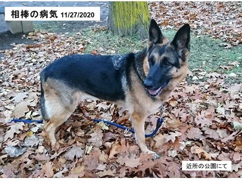 相棒の犬の病気 検査の結果