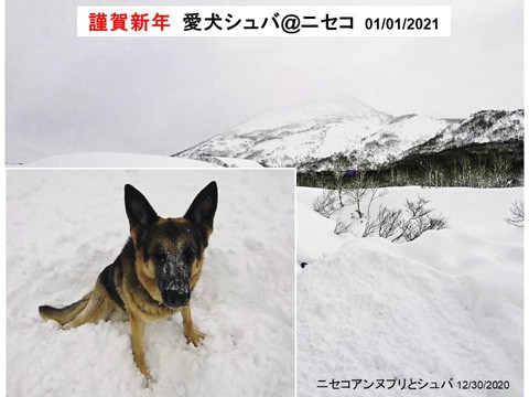 ニセコの愛犬シュバ