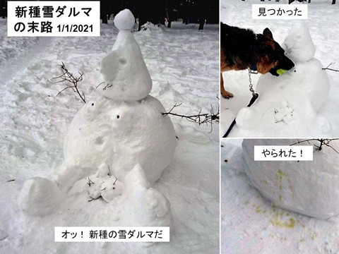 新種の雪ダルマ　その後は?