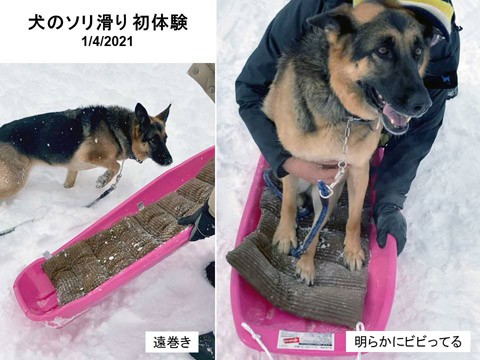 犬のソリ滑り(?)初体験