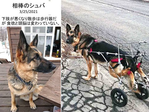 シェパード犬の歩行器(車いす)