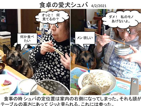 食卓の愛犬シュバ