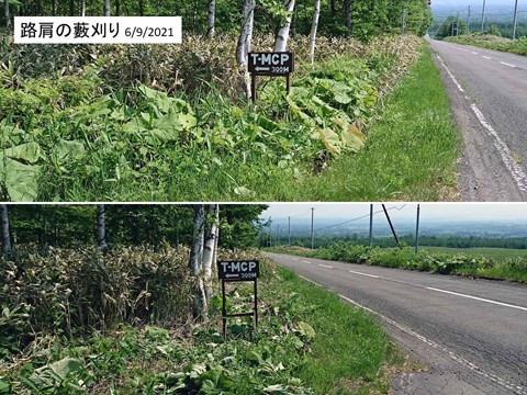 十勝ヒュッテ 路肩の藪刈り