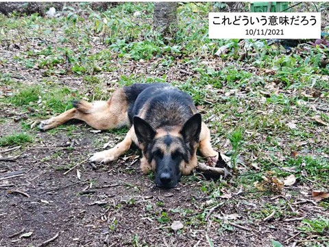 犬の挙動不審