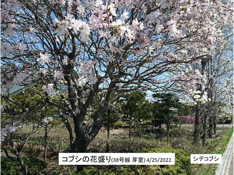 十勝はコブシ・モクレンの花盛り 見分け方