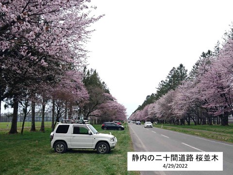 静内の二十間道路 見事な桜並木