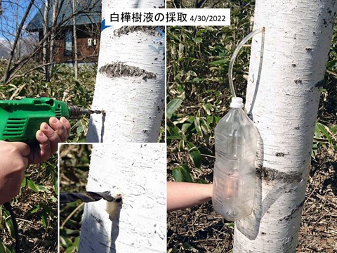 白樺樹液 春の香り