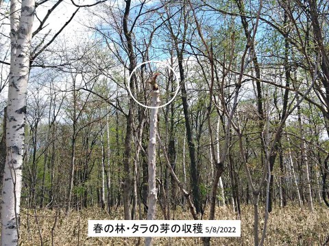 春の林・タラの芽の収穫