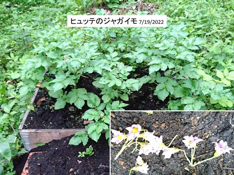 手植えジャガイモの生育状況