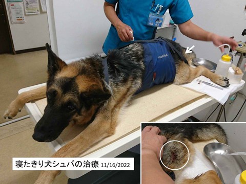 「寝たきり犬」シュバの治療