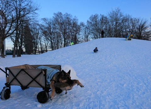 公園のソリ山と寝たきり介護犬