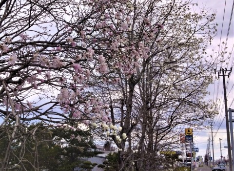 芽室町の春の風景 木の花・キタコブシ