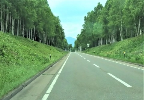 国道273 糠平~三国峠~層雲峡 見事な白樺林