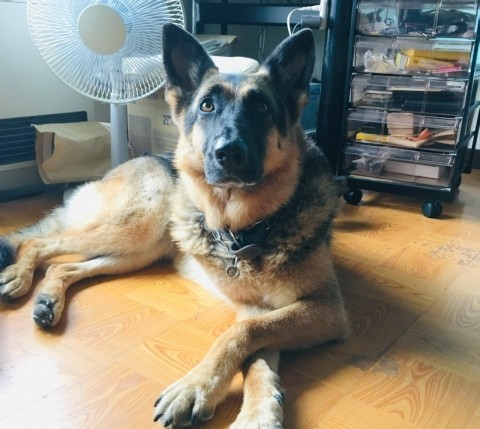 愛犬の納骨に行った しかし小雨が