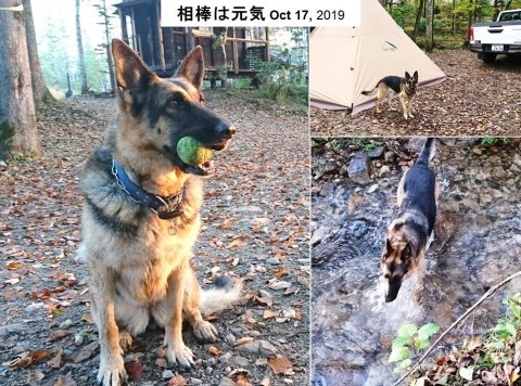 愛犬シュバの最終埋葬