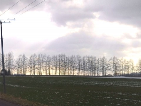 芽室の初冬風景 防風林は落葉