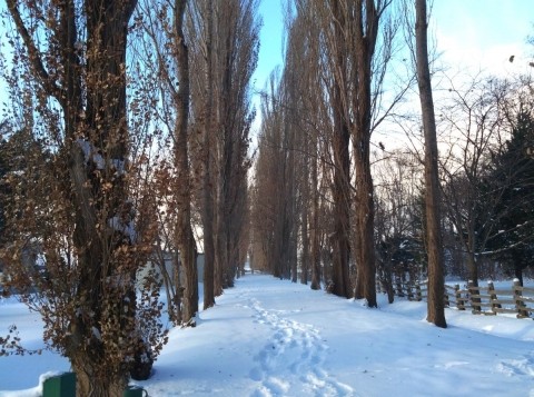 年末年始の北大構内(1) 並木・道路の冬景色