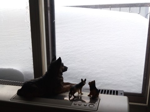 雪の公園散歩 犬がいないとつまらん