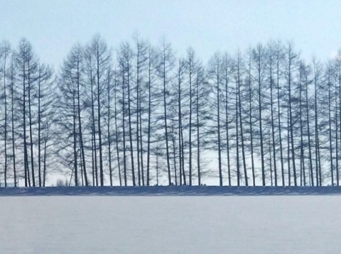 1月末の芽室風景 モザイク模様の冬