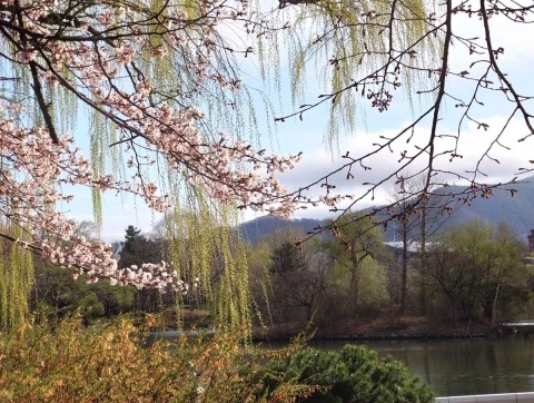 札幌・中島公園の桜 3分咲きか