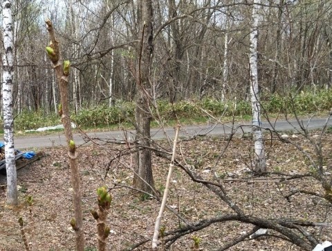 今年のタラの芽は早いかも 清水町旭山