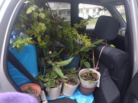 友人の引っ越しで植物をヒュッテで預かる