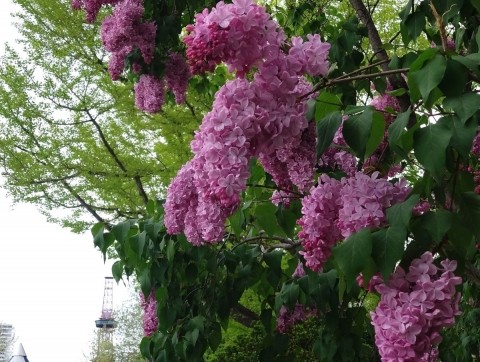 札幌・大通公園のライラック