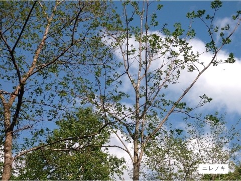 北国の春は短くアッという間に初夏になった