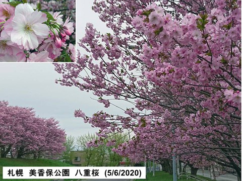 札幌　美香保公園の八重桜　ピンクできれい