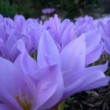 コルチカム Colchicum autumnale