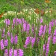 フィソステギア Physostegia virginiana